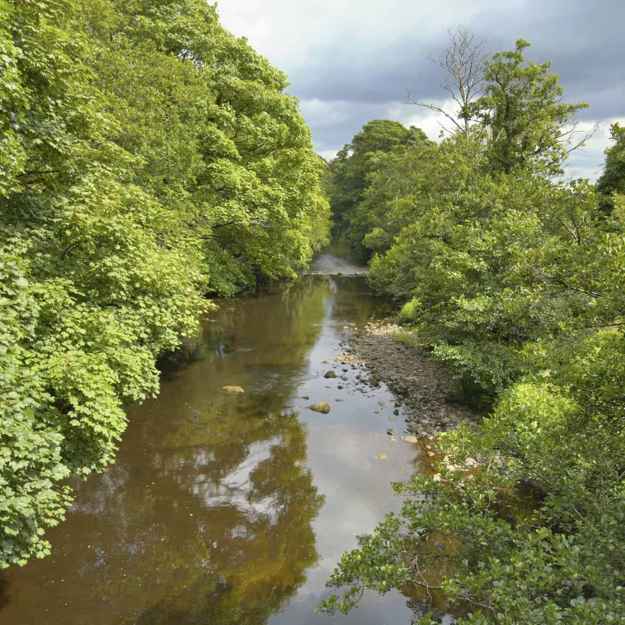 Amber-brown water of the River Nidd flowing between wooded banks and a shingle shore.