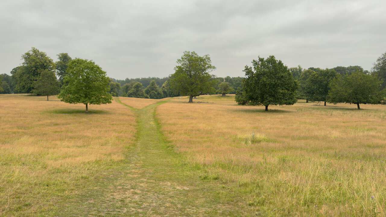 A mown grassy path winding through the open deer park, with well-spaced mature trees rising from the turf on either side.