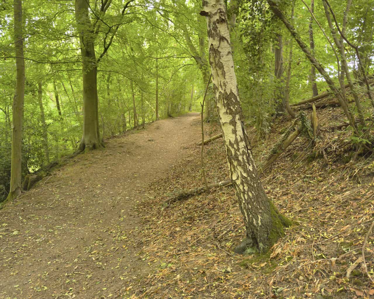 A broad earthen path climbing uphill through woodland on the Fountains Abbey circular walk, a silver birch leaning across it.