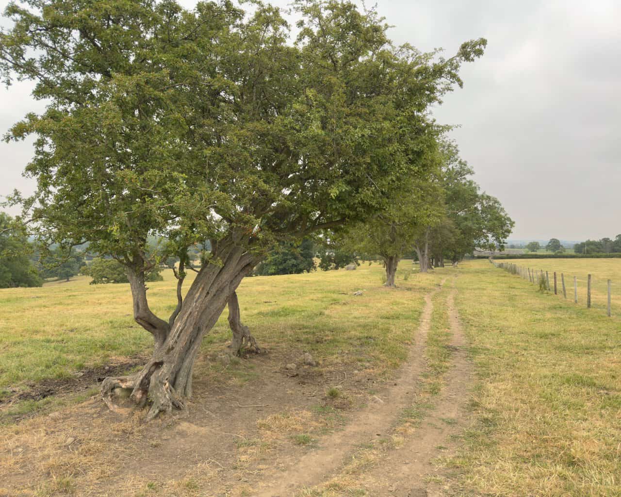 The open fields of Hum Hill on the Fountains Abbey circular walk, a wire fence and a line of old twisted hawthorns guiding the faint path towards Whitcliffe Hall.
