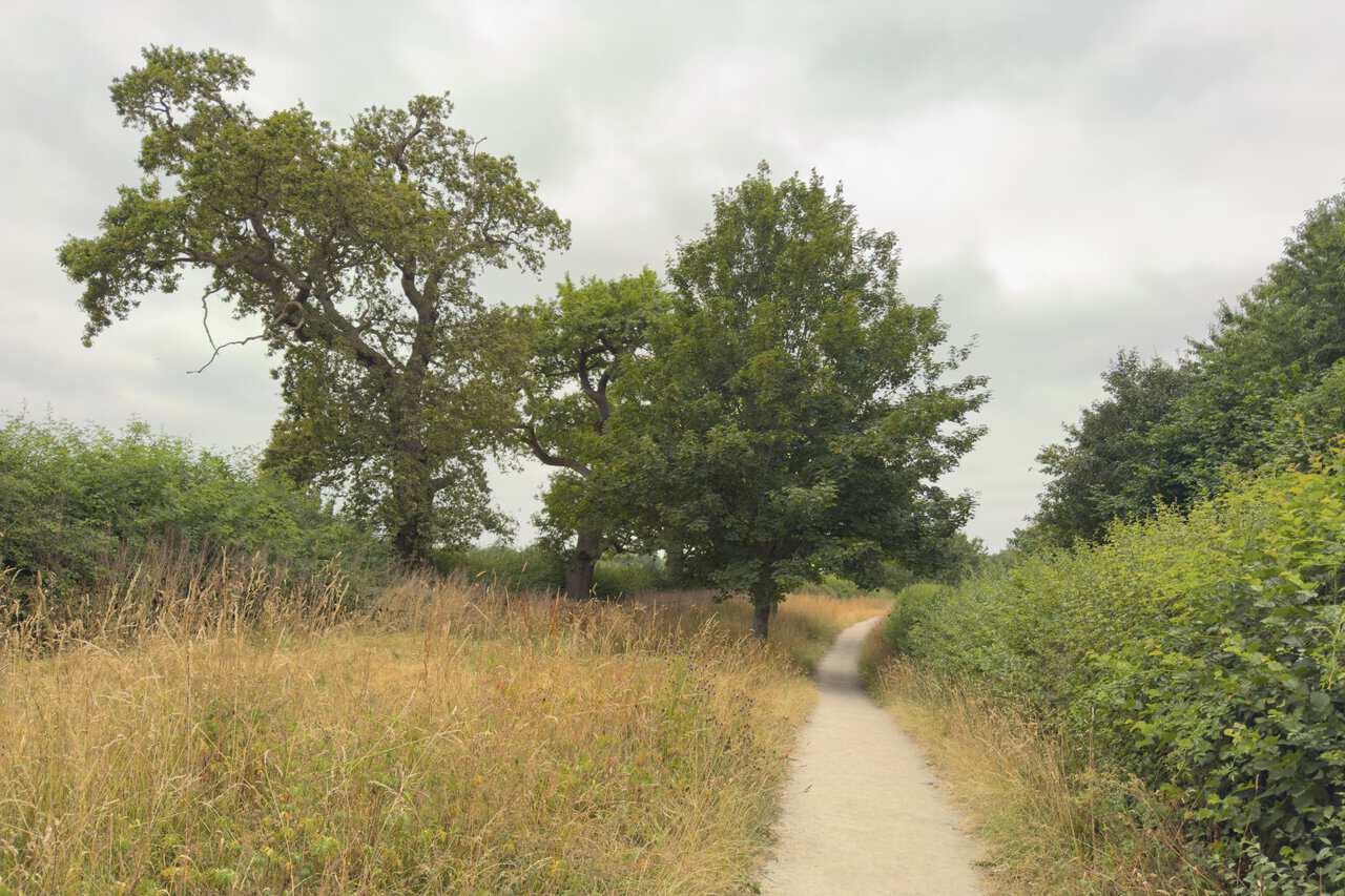 A narrow bridleway heading north between tall grasses, a fine spreading oak rising ahead against a grey sky.