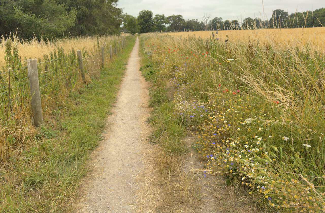 A straight footpath running between fields from Studley Roger, its margins thick with poppies, cornflowers and daisies.