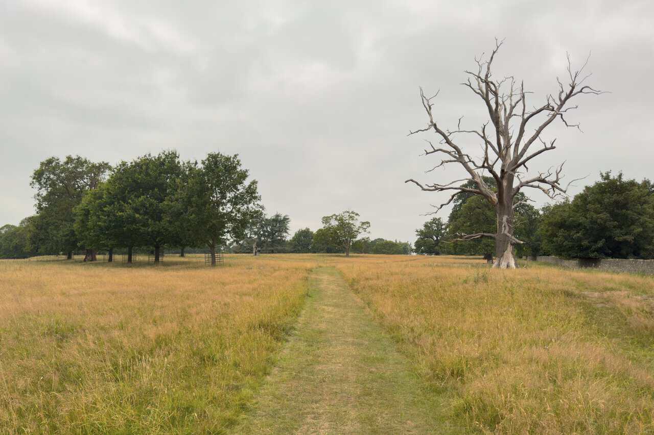 A mown path crossing open parkland, a bare, skeletal tree standing out starkly against the grass.