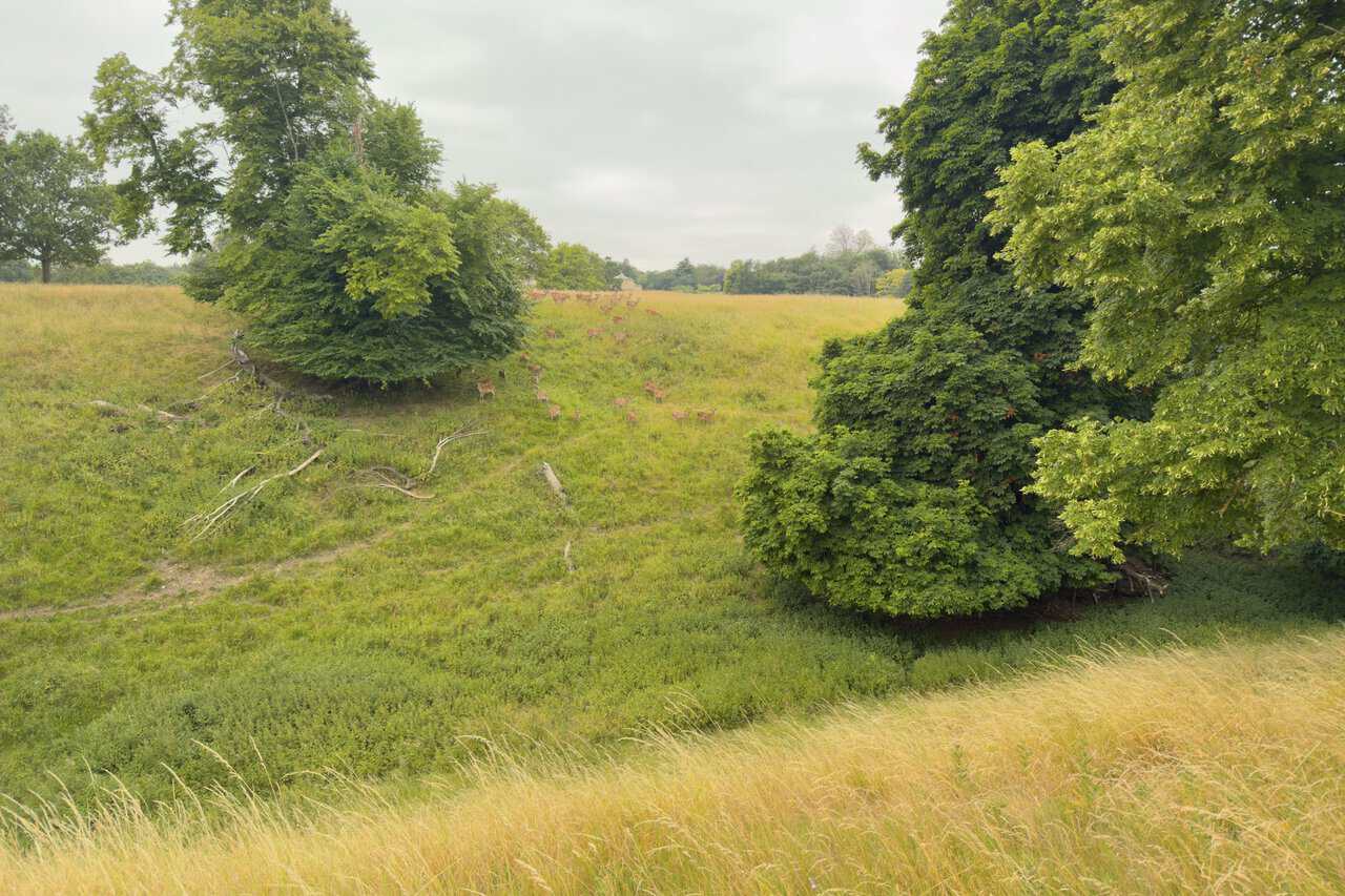 A herd of deer grazing in a small hollow in the parkland on the Fountains Abbey circular walk.