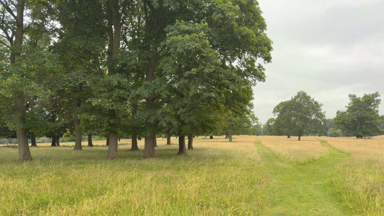 The path forking through the parkland, with deer grazing among the scattered trees.
