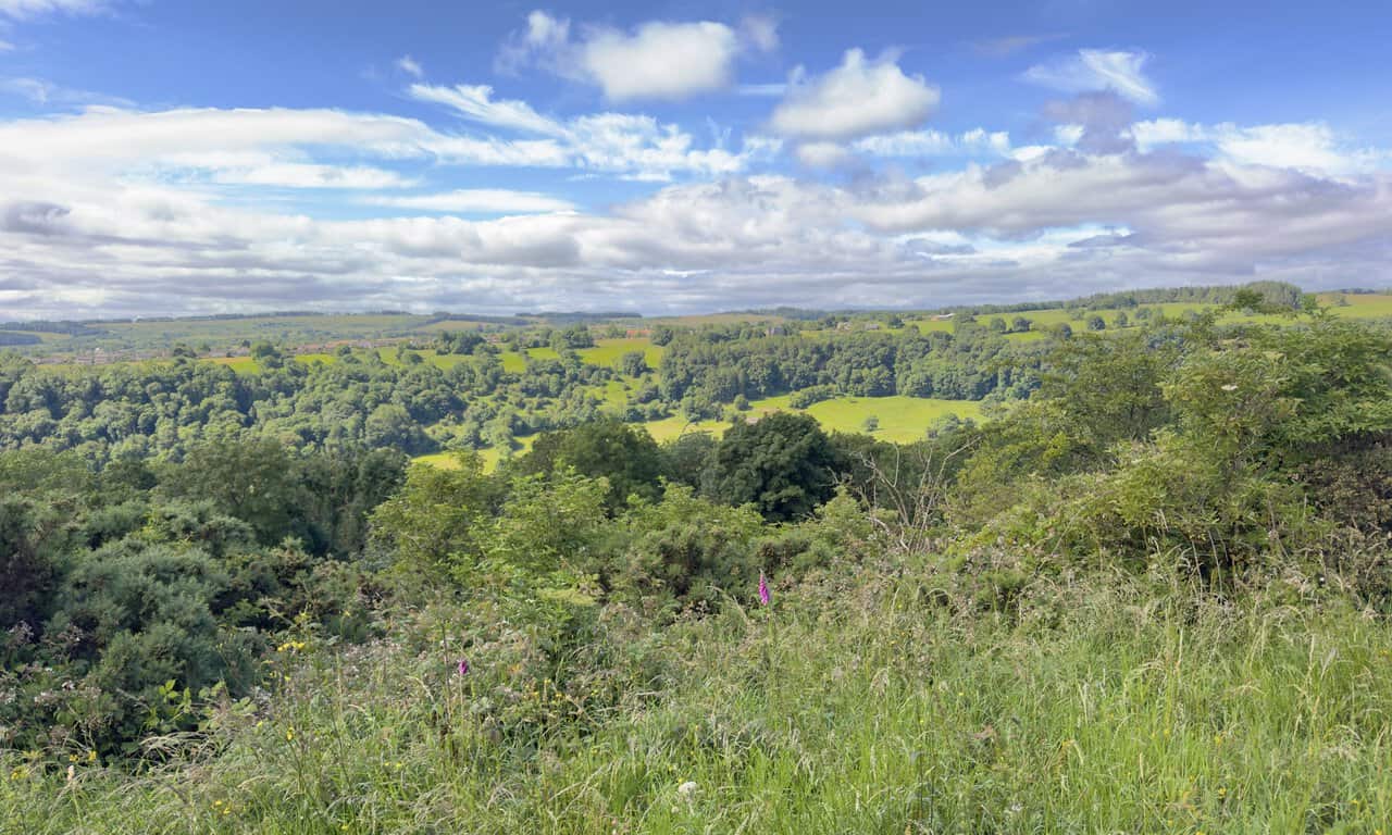 View across the Swale valley towards Hudswell, with wooded slopes, green pastures and a tall pink foxglove in the foreground.