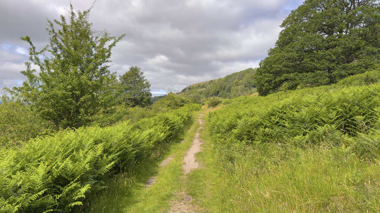 Footpath through bracken below Whitcliffe Scar, with tall green ferns, scattered trees and rough meadowland.