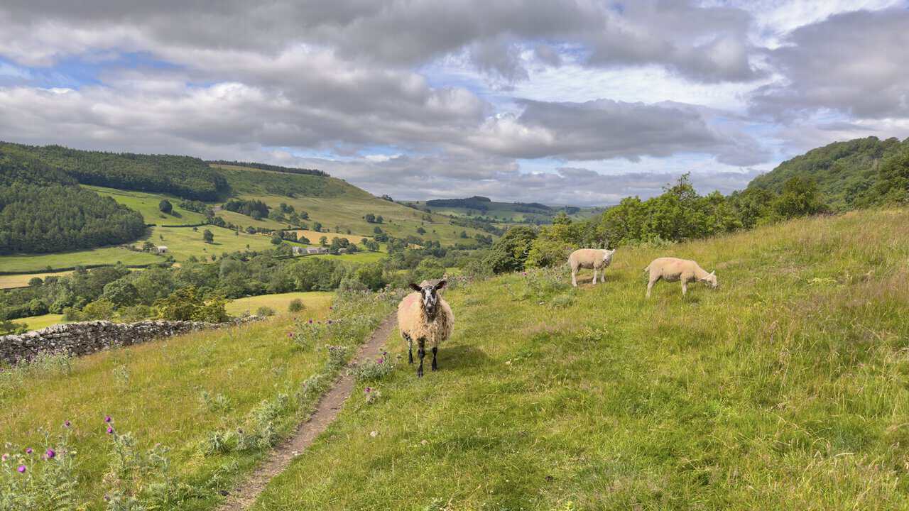 Sheep grazing between East Applegarth and Low Applegarth on the Richmond walk, with drystone walls and wooded hills beyond.
