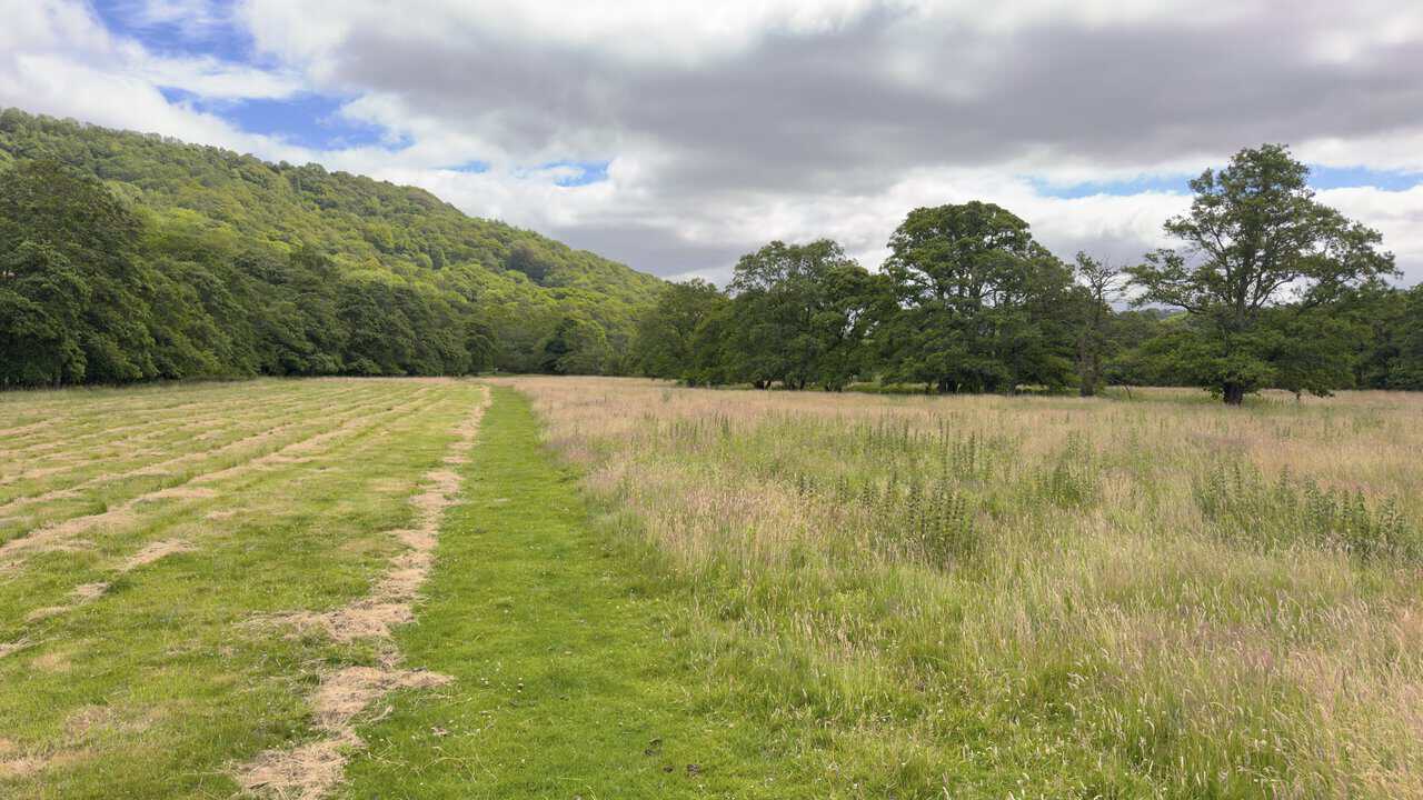 Grassy path descending through open fields towards the River Swale, with mature oaks and wooded slopes beyond.