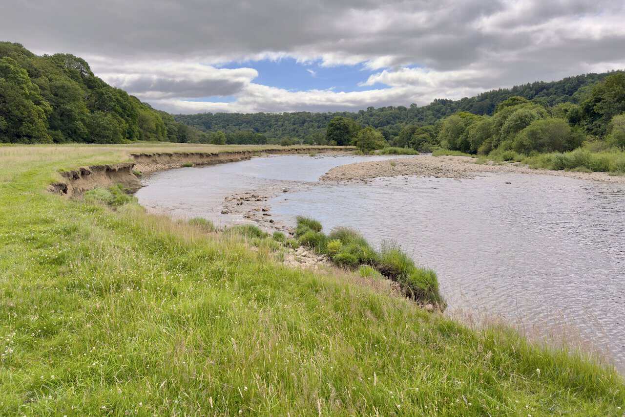 Riverside field beside the River Swale on the Richmond walk, with eroded banks, shingle beds and shallow stony water.