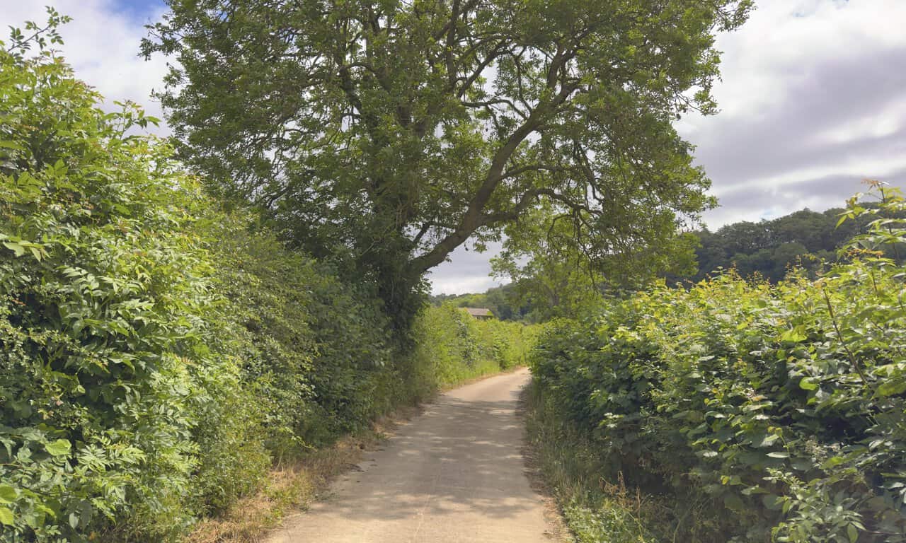 Concrete lane near Lownethwaite Farm, bordered by tall hedgerows and trees, leading downhill towards the road.