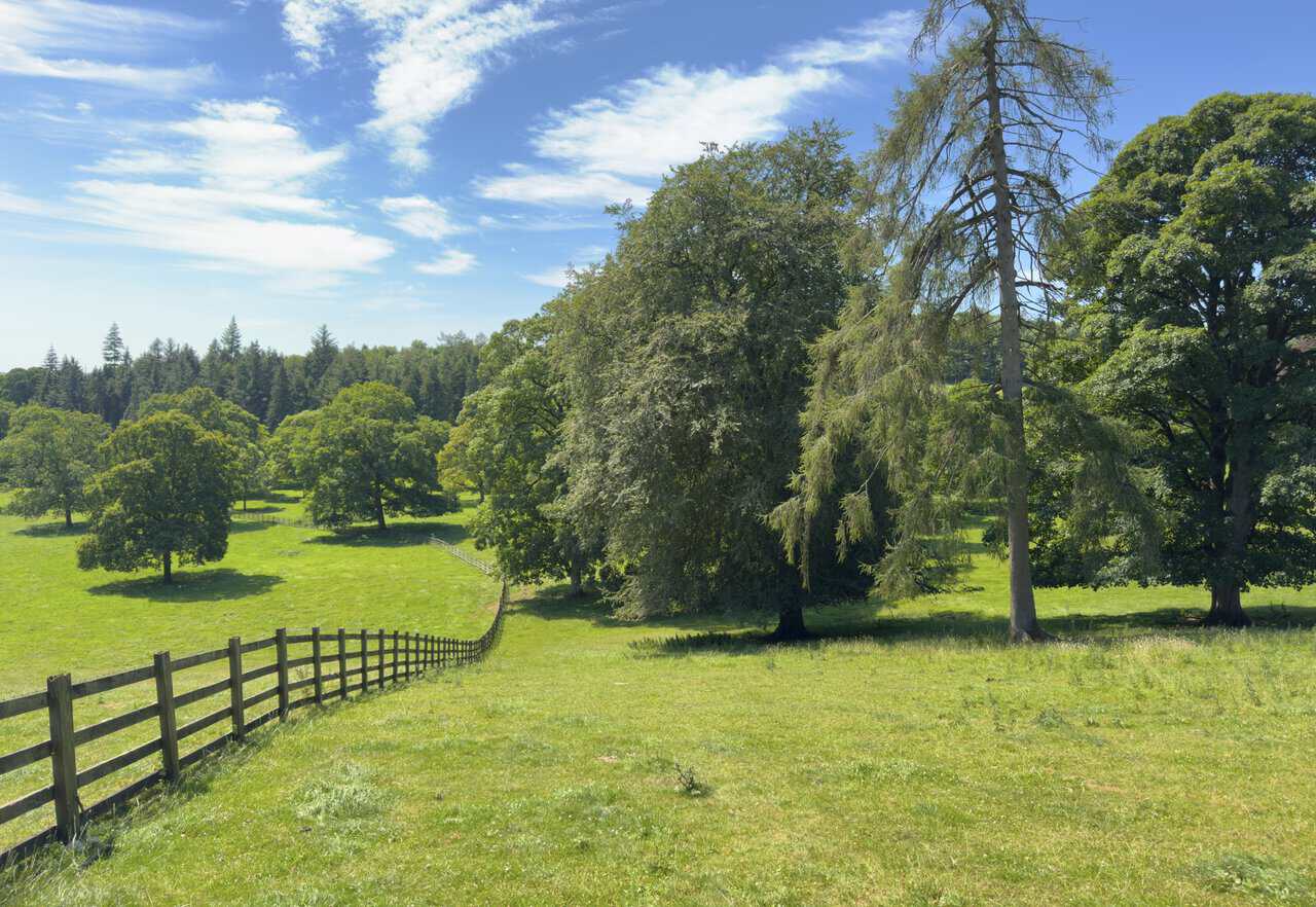 Path beside a post and rail fence with parkland oaks and a tall larch near Eshton.