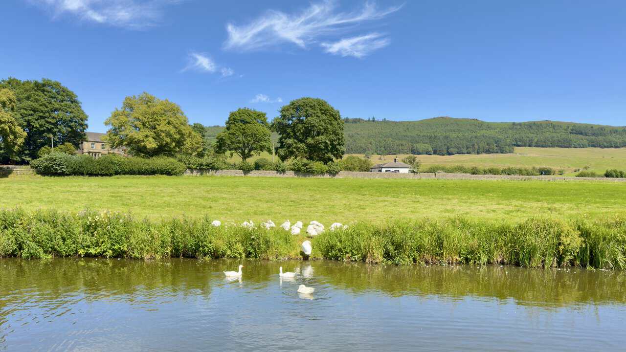 Geese on the canal bank near Holme Bridge Lock, with Flasby Fell on the skyline beyond.