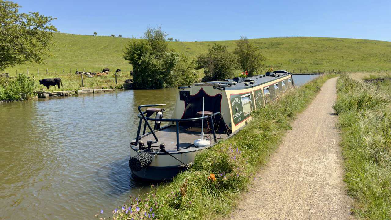 Level canal towpath with cattle grazing to the water's edge and a moored narrowboat ahead.