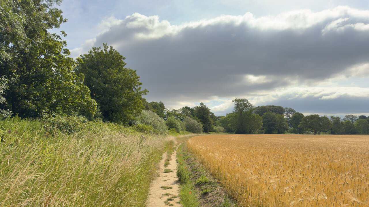 Narrow riverside path between tall green grasses and a field of ripening golden barley on the Ripon Rowel Walk.