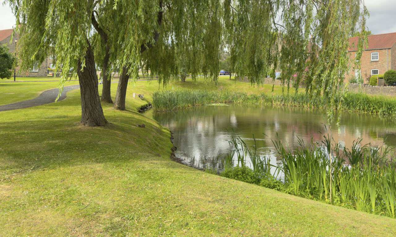 Village pond beside the West Tanfield walk in North Stainley, with willow trees, reeds and traditional brick and stone houses.