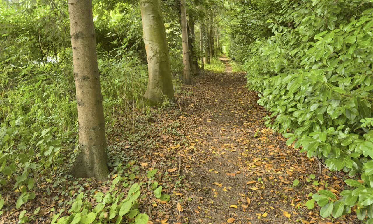 Shaded woodland path running beside the road towards Lightwater Quarries, surrounded by tall trees and dense green foliage.