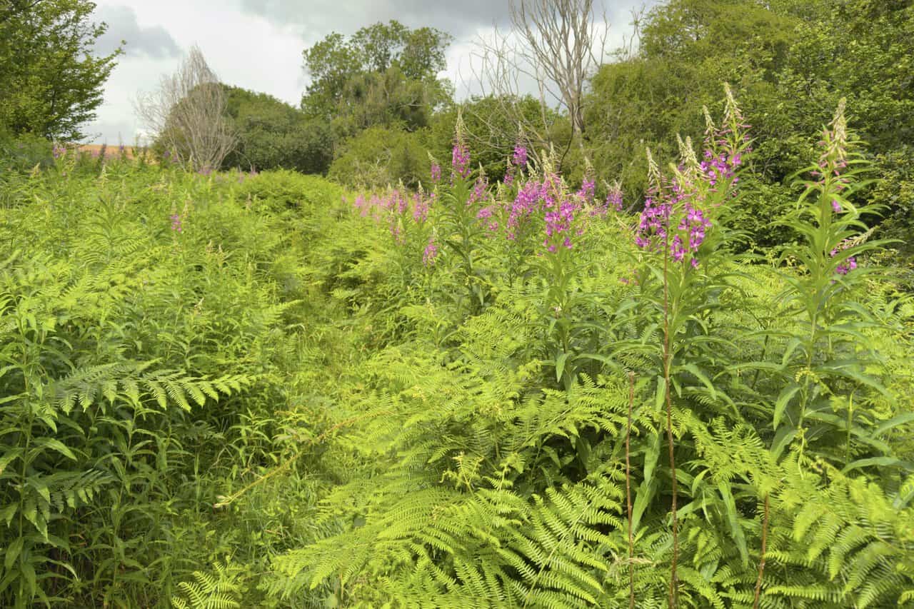 Overgrown path beside Coal Bank Wood surrounded by bracken, rosebay willowherb and dense summer vegetation.