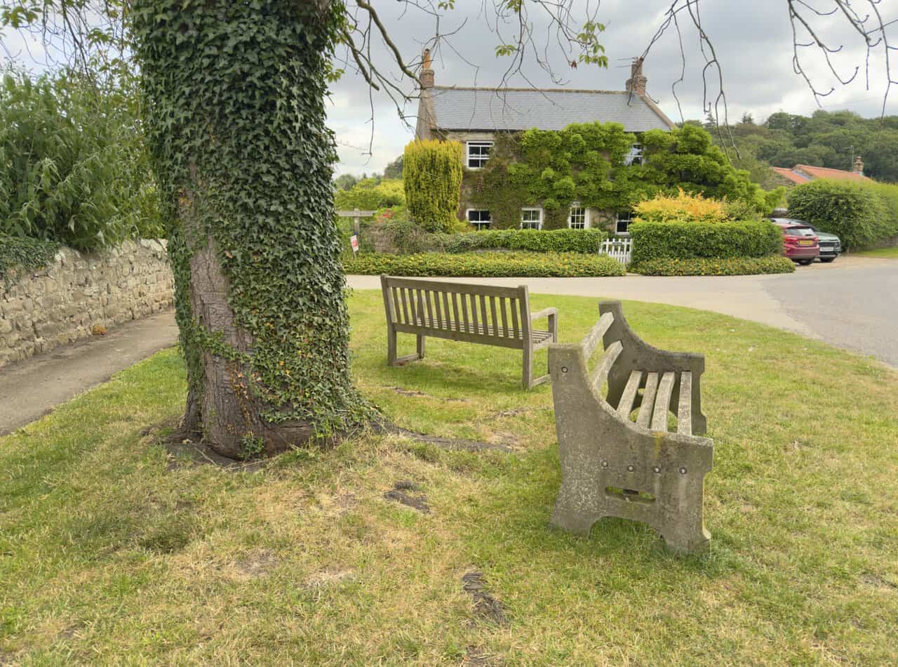 Benches beneath an ivy-covered tree on Mickley village green, a peaceful stopping place along the West Tanfield walk.
