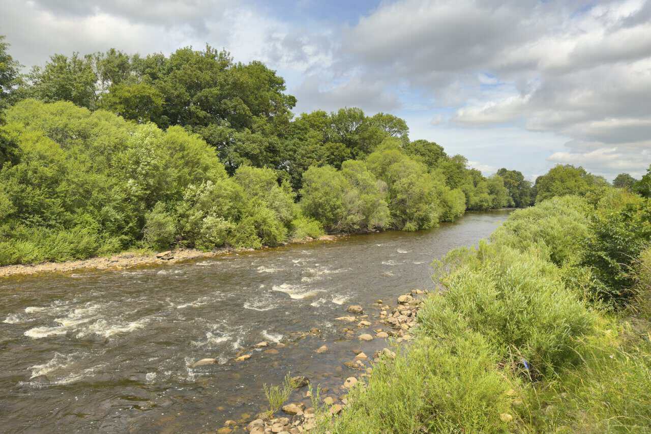 Wide, fast-flowing River Ure breaking over stones between banks crowded with willow trees and scrub.