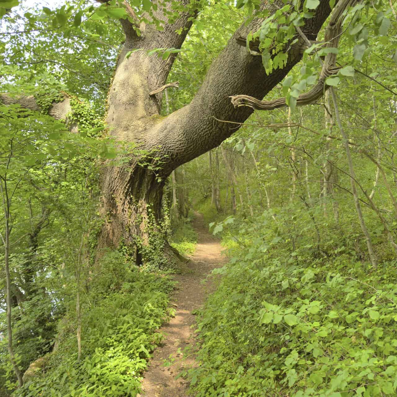 The West Tanfield walk passes beneath a large leaning tree on a narrow path through Piccadilly Wood.
