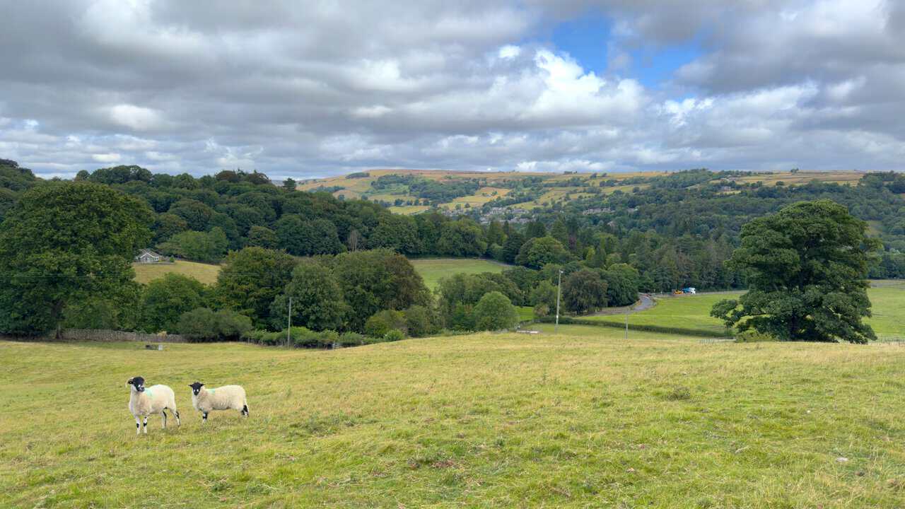 Two black-faced sheep in a hillside field, with wooded slopes and the Nidderdale countryside behind.