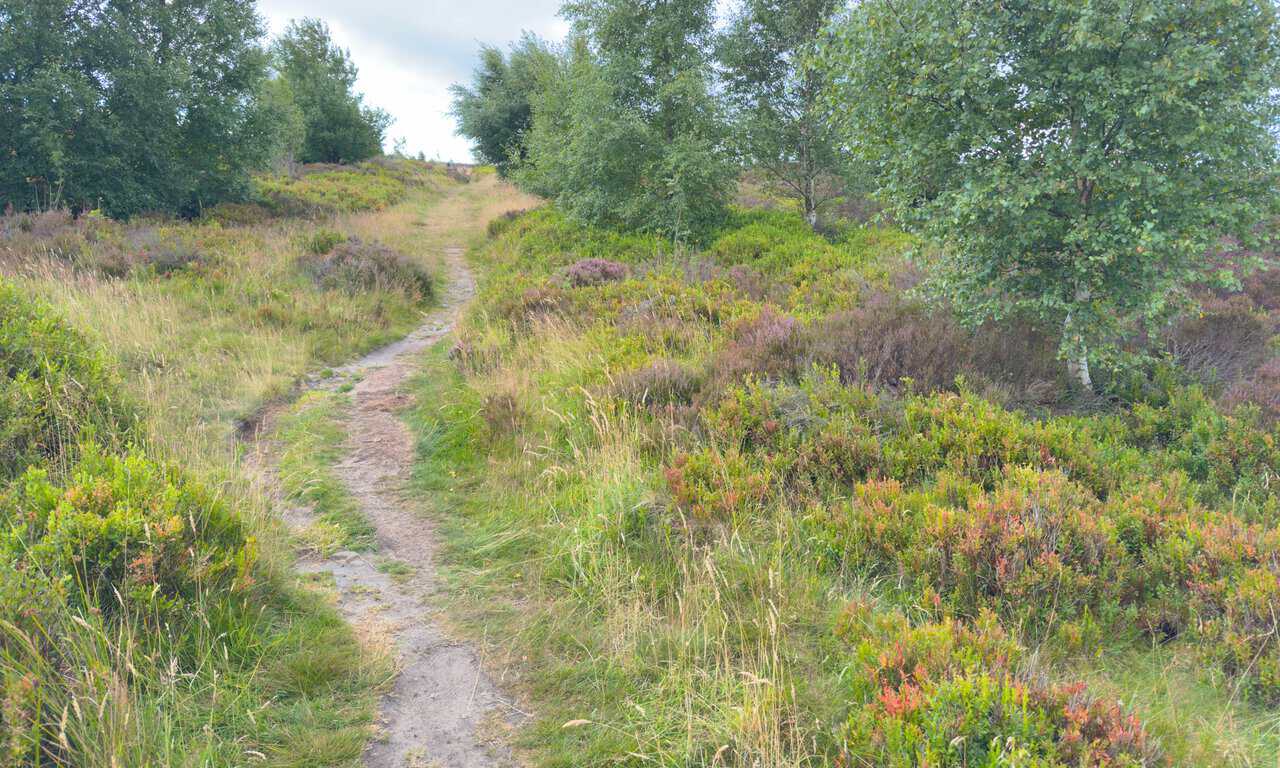 Narrow moorland path climbing through heather and bilberry towards the open ground of Nought Moor.