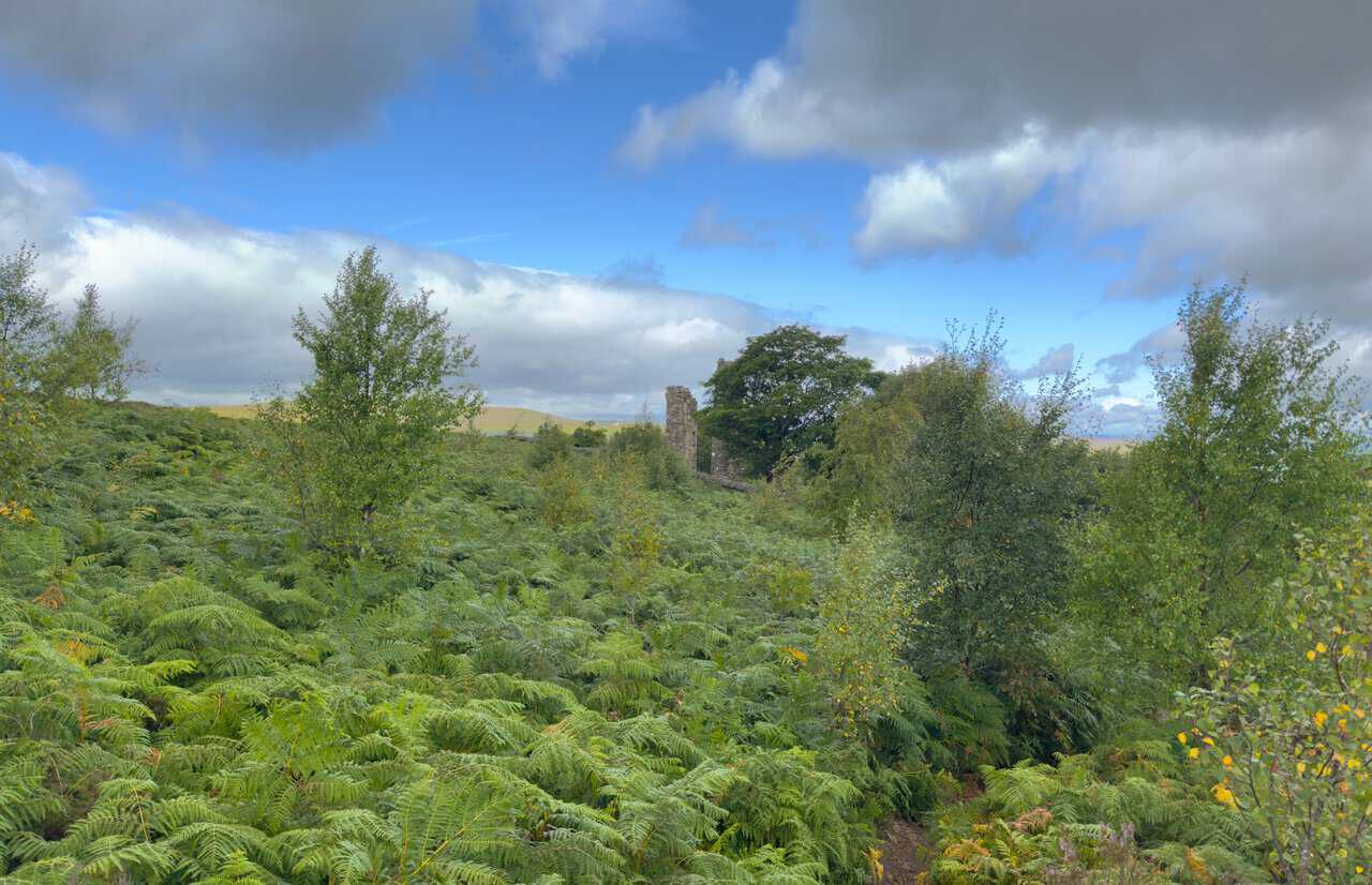 Yorke's Folly seen from a distance, its stone pillar rising among trees and bracken under a blue sky.