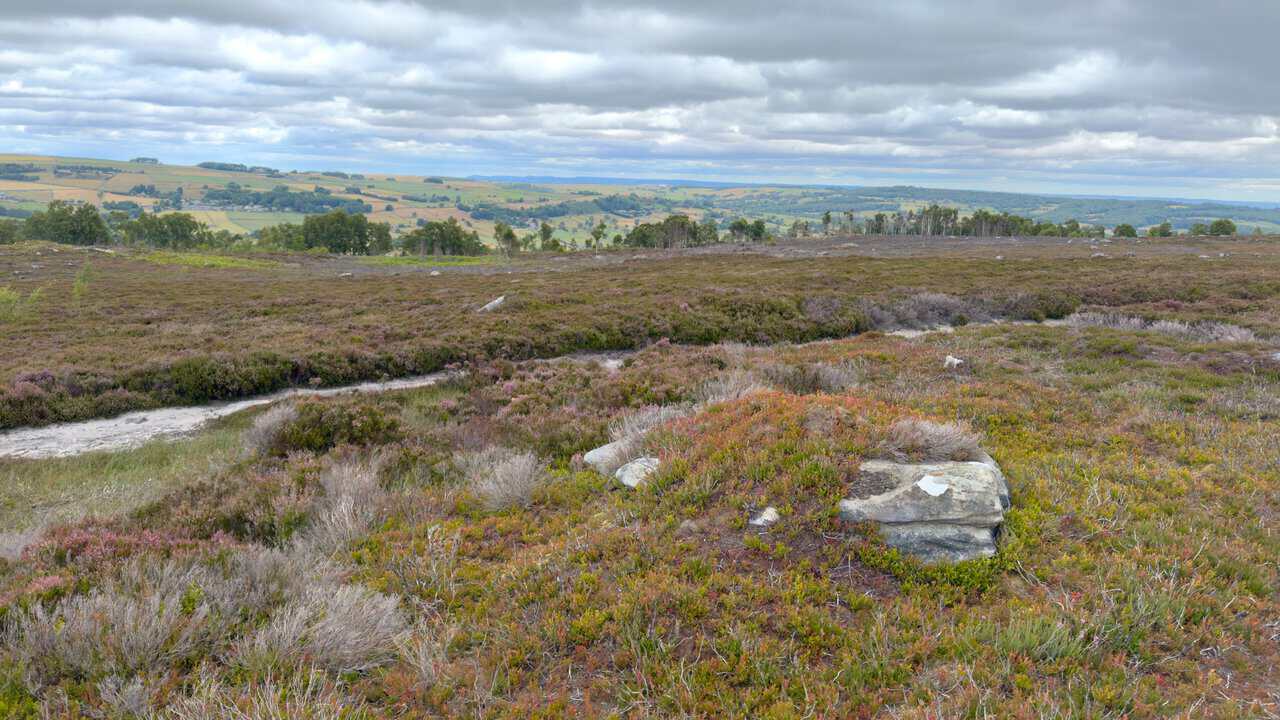 Heather and bracken on open moorland, with a distant mast on the skyline and the North York Moors far beyond.