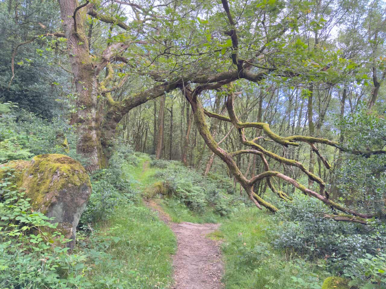 A well-defined woodland path through Guisecliff Wood, passing large boulders among the trees.