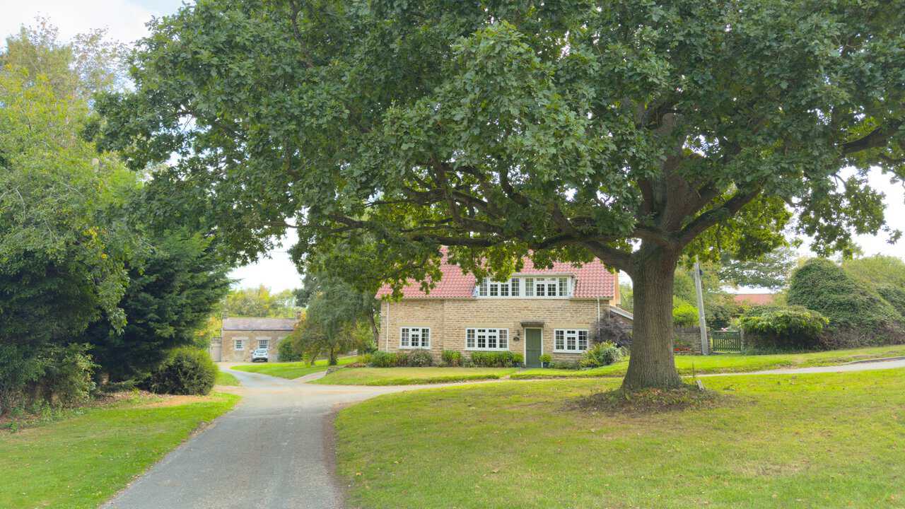 Large oak tree on the village green at Bulmer on the Castle Howard circular walk.