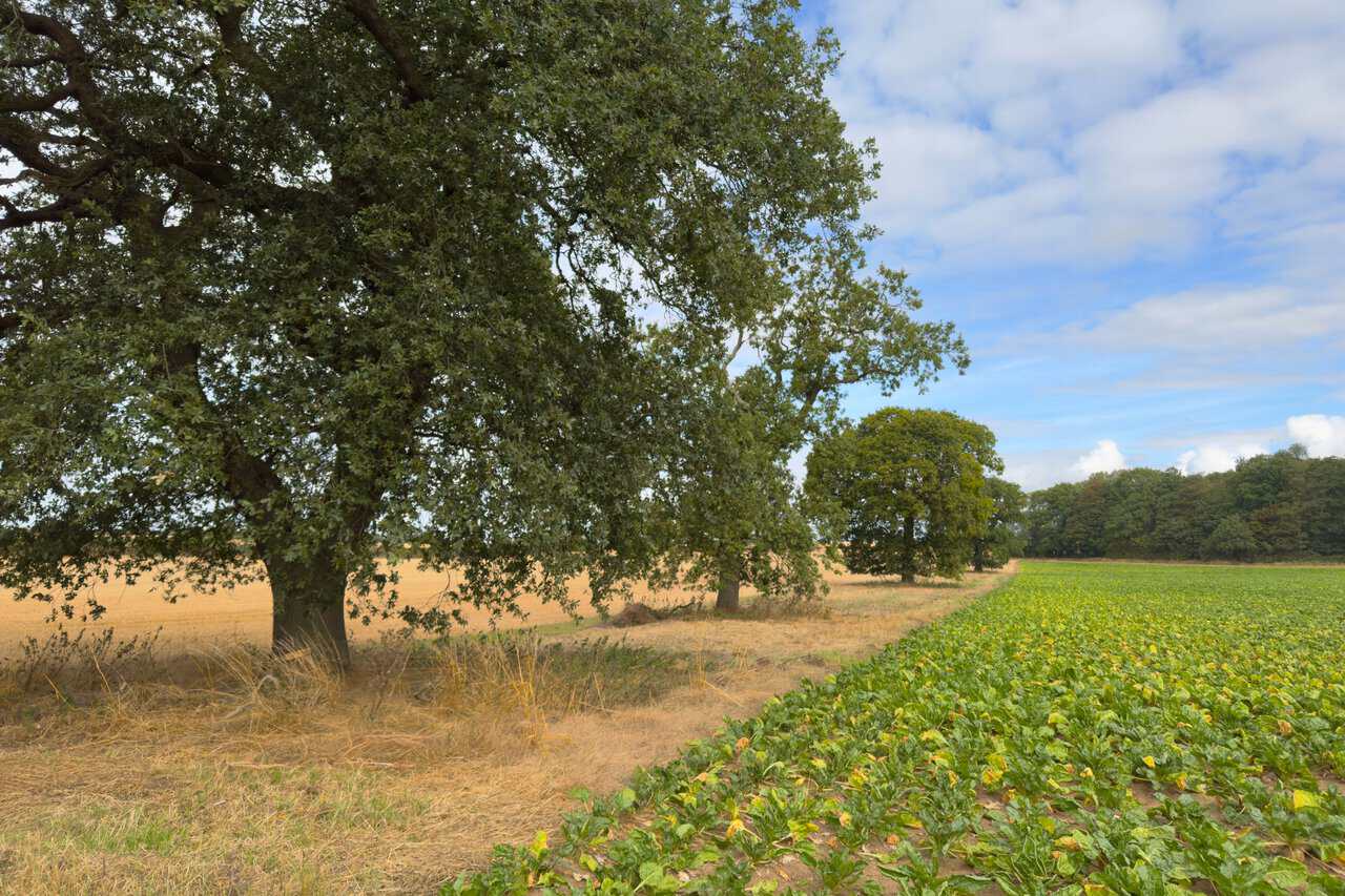 Line of oak trees between a stubble field and a green crop of sugar beet near Brandrith Wood.
