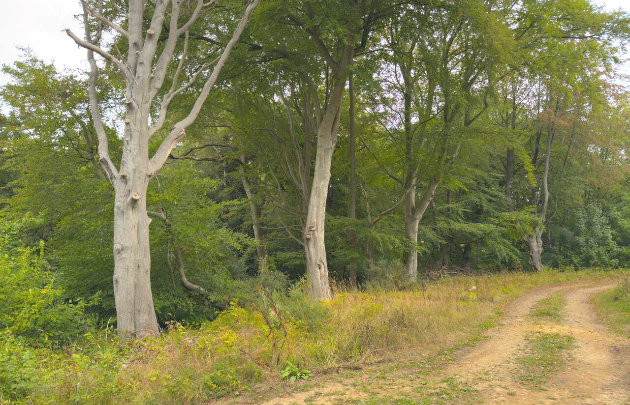 Sandy track curving between tall beech trees in Brandrith Wood.