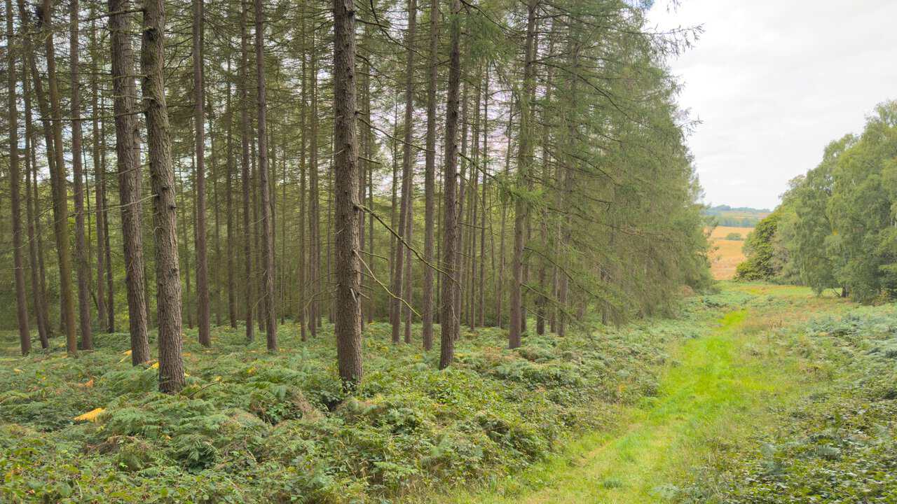 Grassy ride running beside tall conifers and bracken in Cum Hag Wood. On the Castle Howard circular walk.