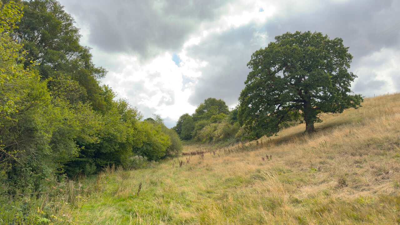 Shallow valley of Mowthorpe Dale with a hedgerow on the left and a solitary oak on the slope.