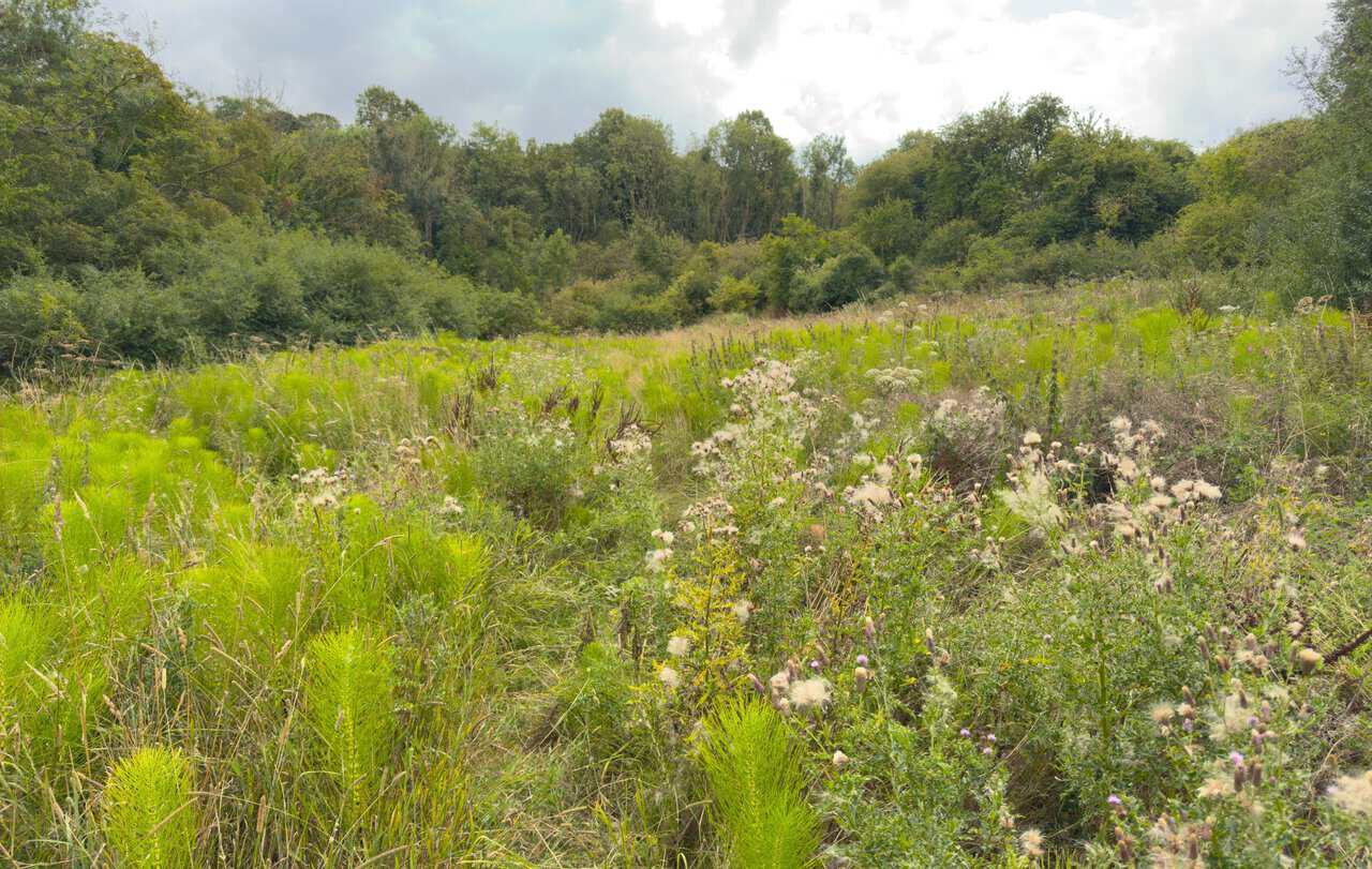Faint overgrown path through thistles and horsetail in Mowthorpe Dale.