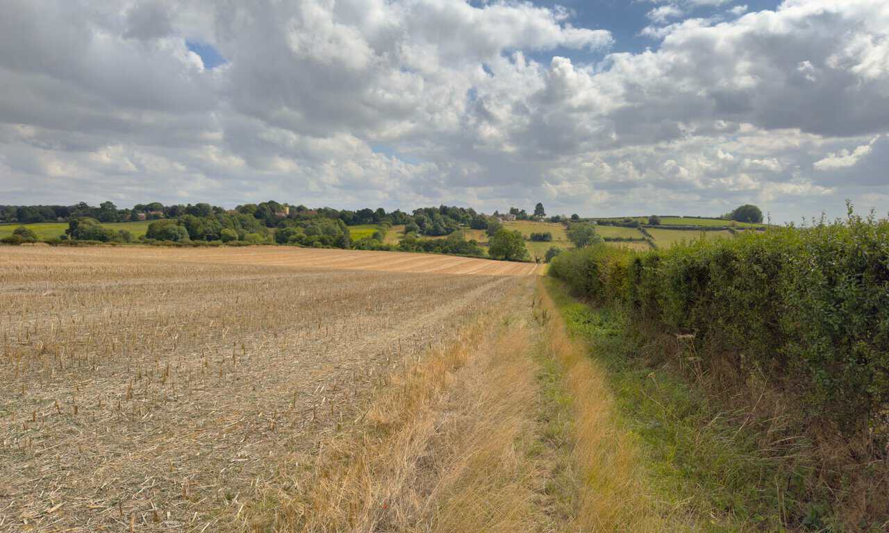 Field edge path with Bulmer and its church tower on the skyline ahead.