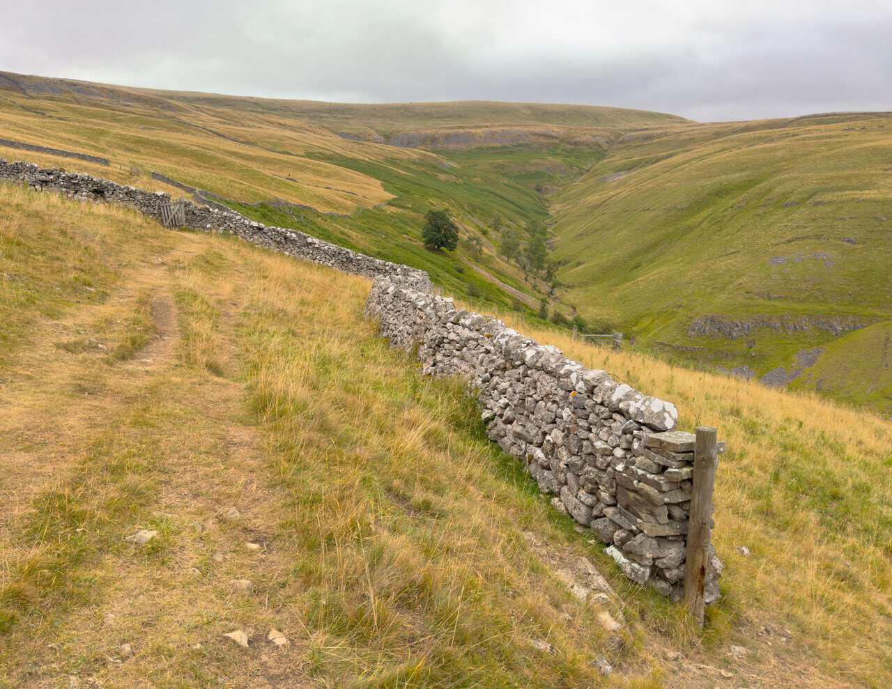 A dry stone wall running beside the grassy footpath above Dowber Gill on the Great Whernside circular walk.