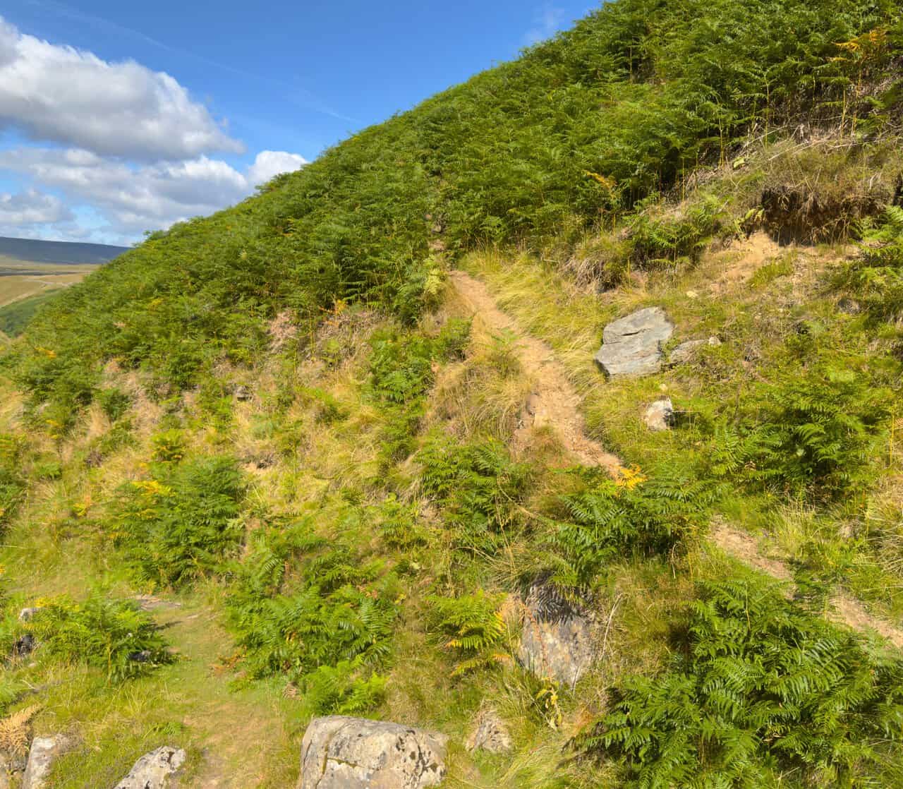 A narrow path climbing steeply up the valley side through thick green bracken.