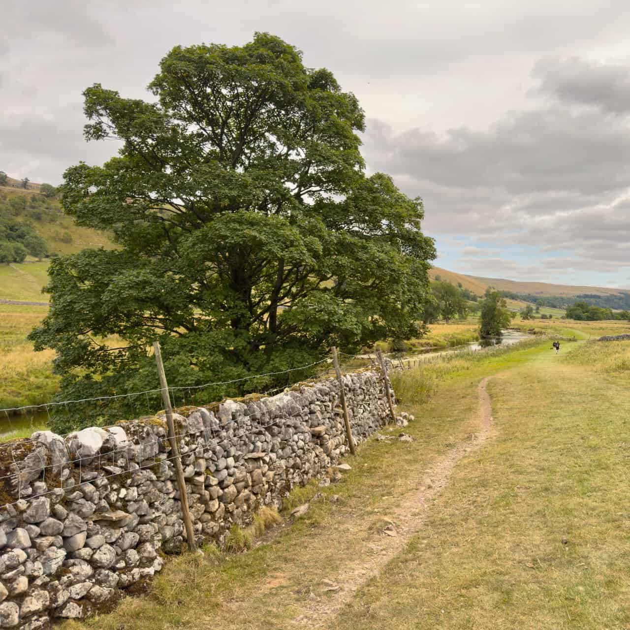 A grassy stretch of the Dales Way running beside a dry stone wall and a large riverside tree.