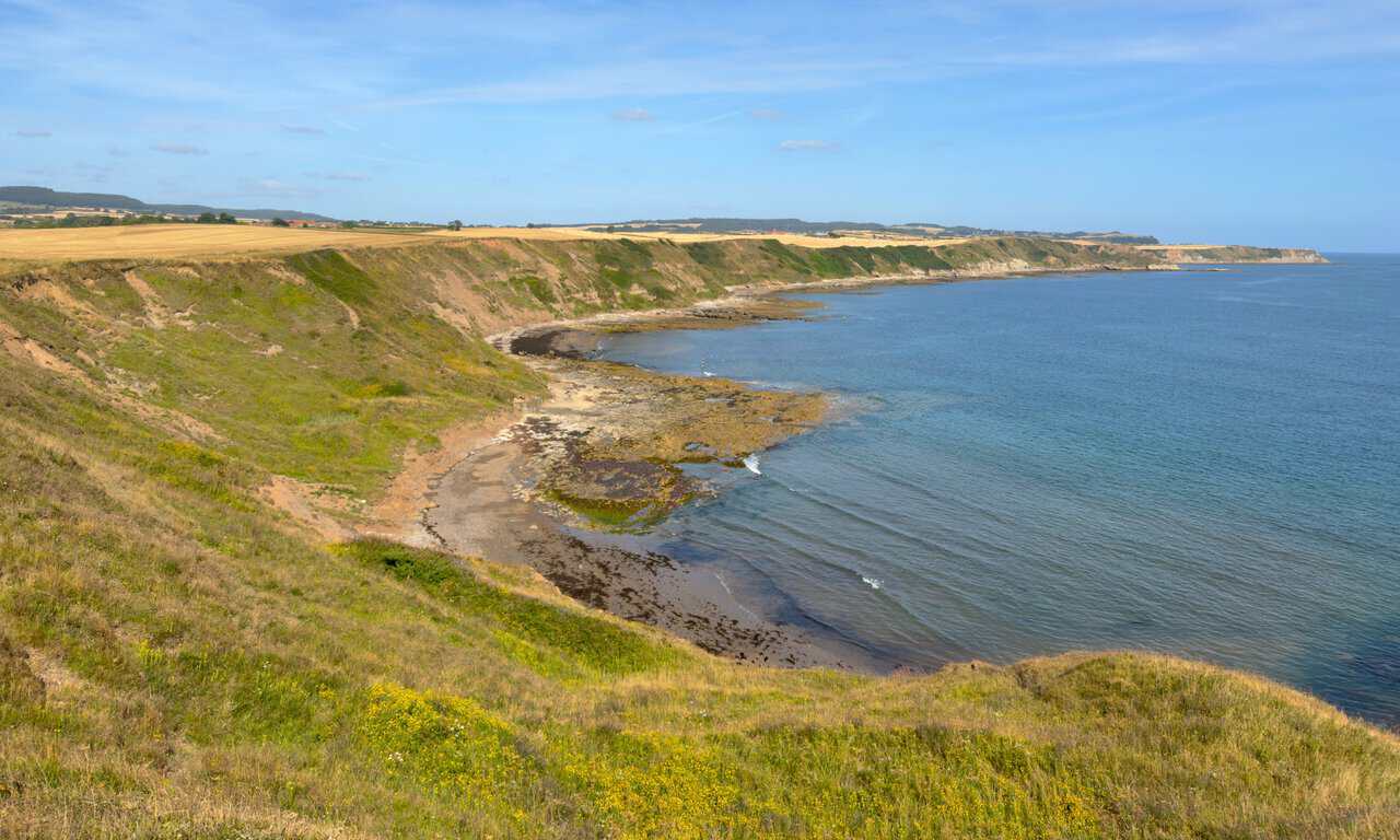 The first view north from the cliff top, with the coast curving away towards Scalby Ness Sands and stubble fields reaching to the cliff edge.