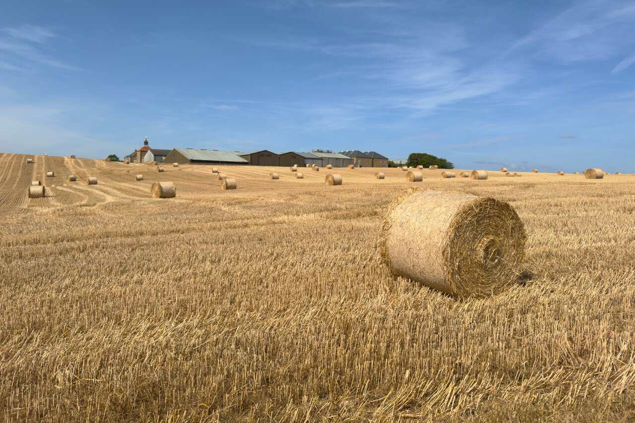 A field of round straw bales below the buildings of the sewage works, whose bell tower and long sheds give it the look of a large farm.