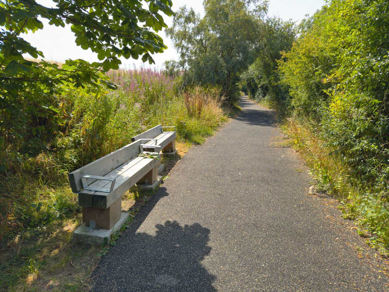 A wooden bench beside the tarmac surface of the Cinder Track on my Scarborough walk, with rosebay willowherb growing along the verge.