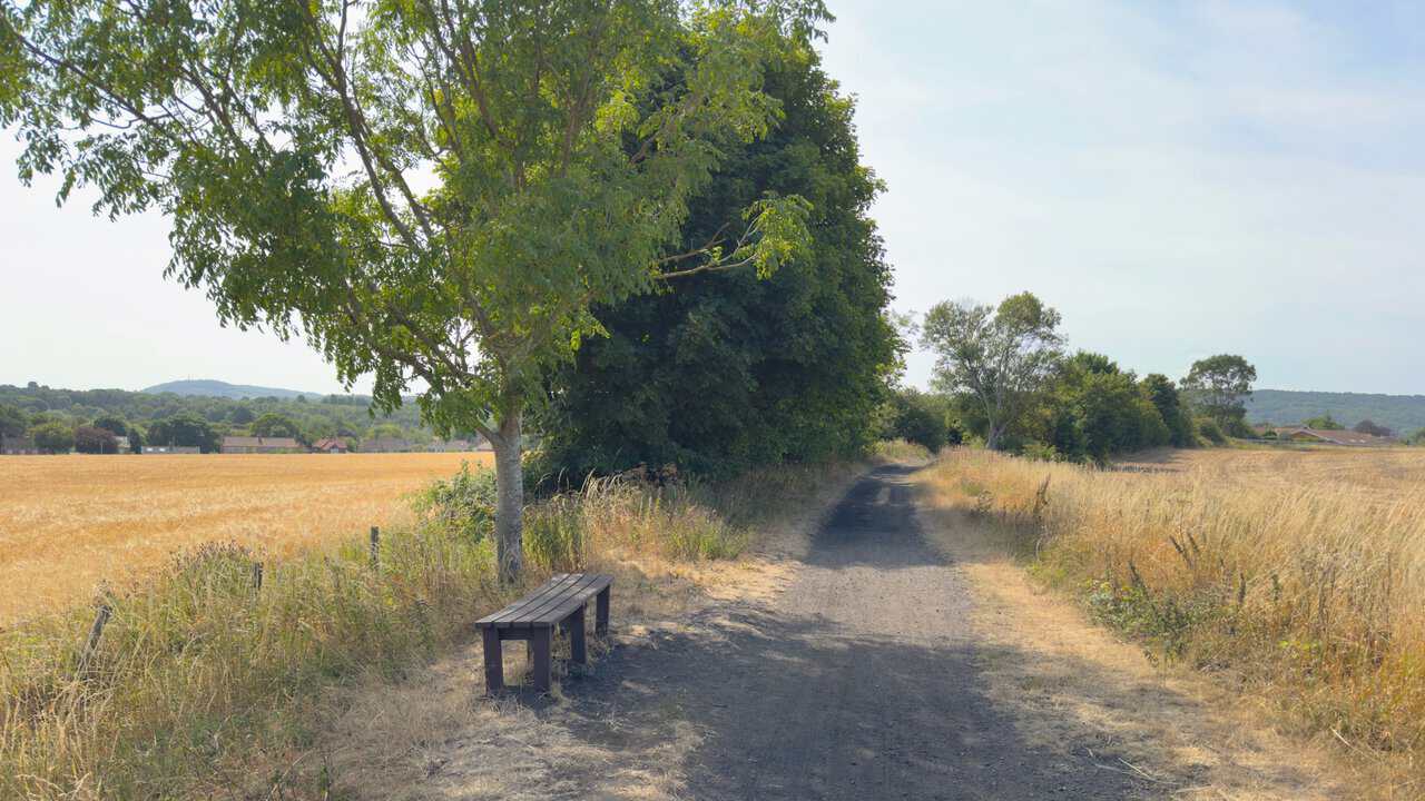 The Cinder Track running between barley fields towards Scalby, with a bench in the shade of a tree and the moors on the horizon.
