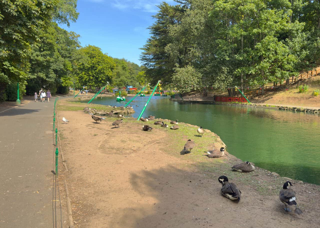 Canada geese resting on the bank of the boating lake in Peasholm Park, with pedalos on the water and trees rising behind.