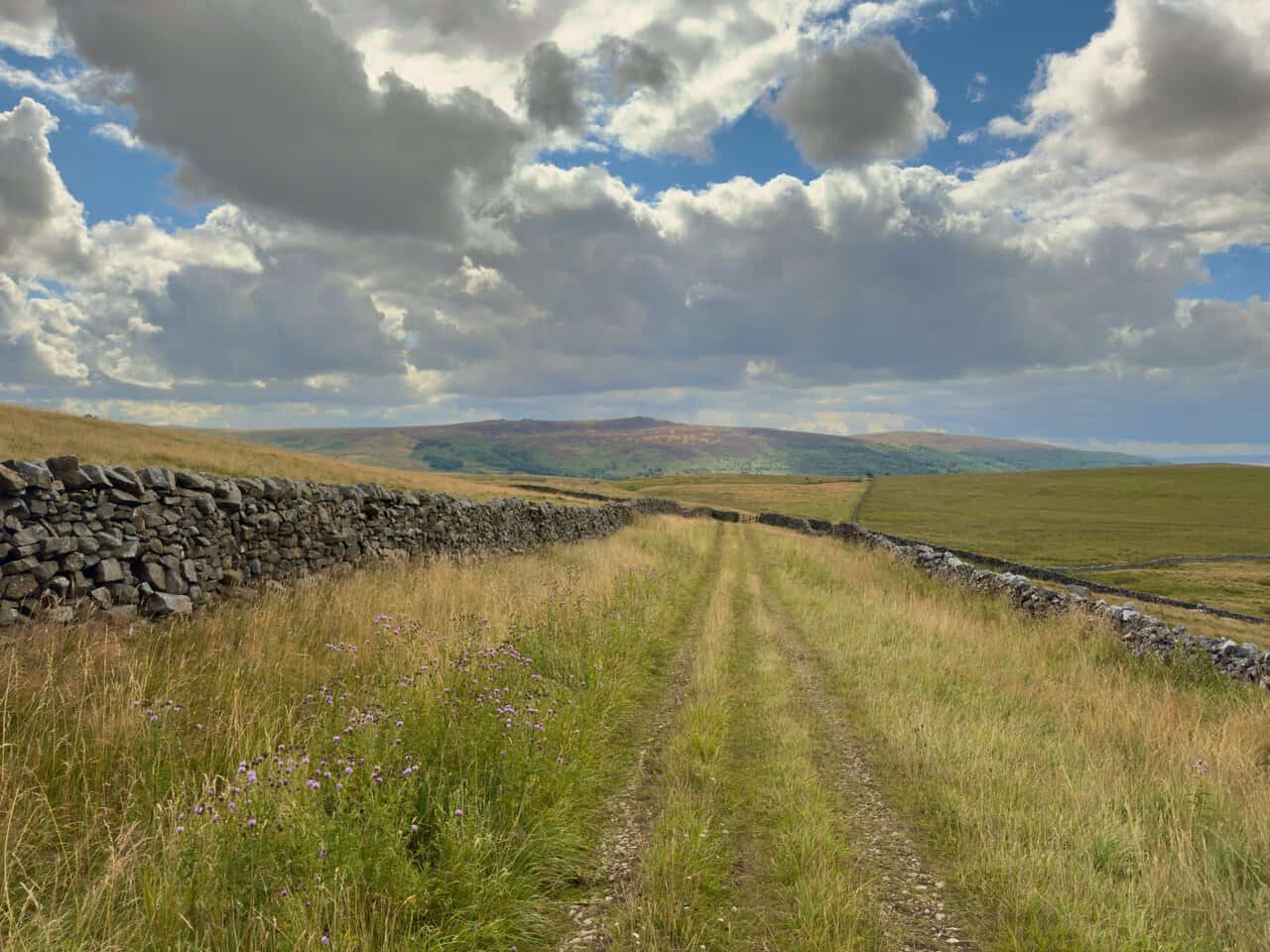 A grassy track running between dry stone walls, with thistles in flower and Simon's Seat on the horizon.