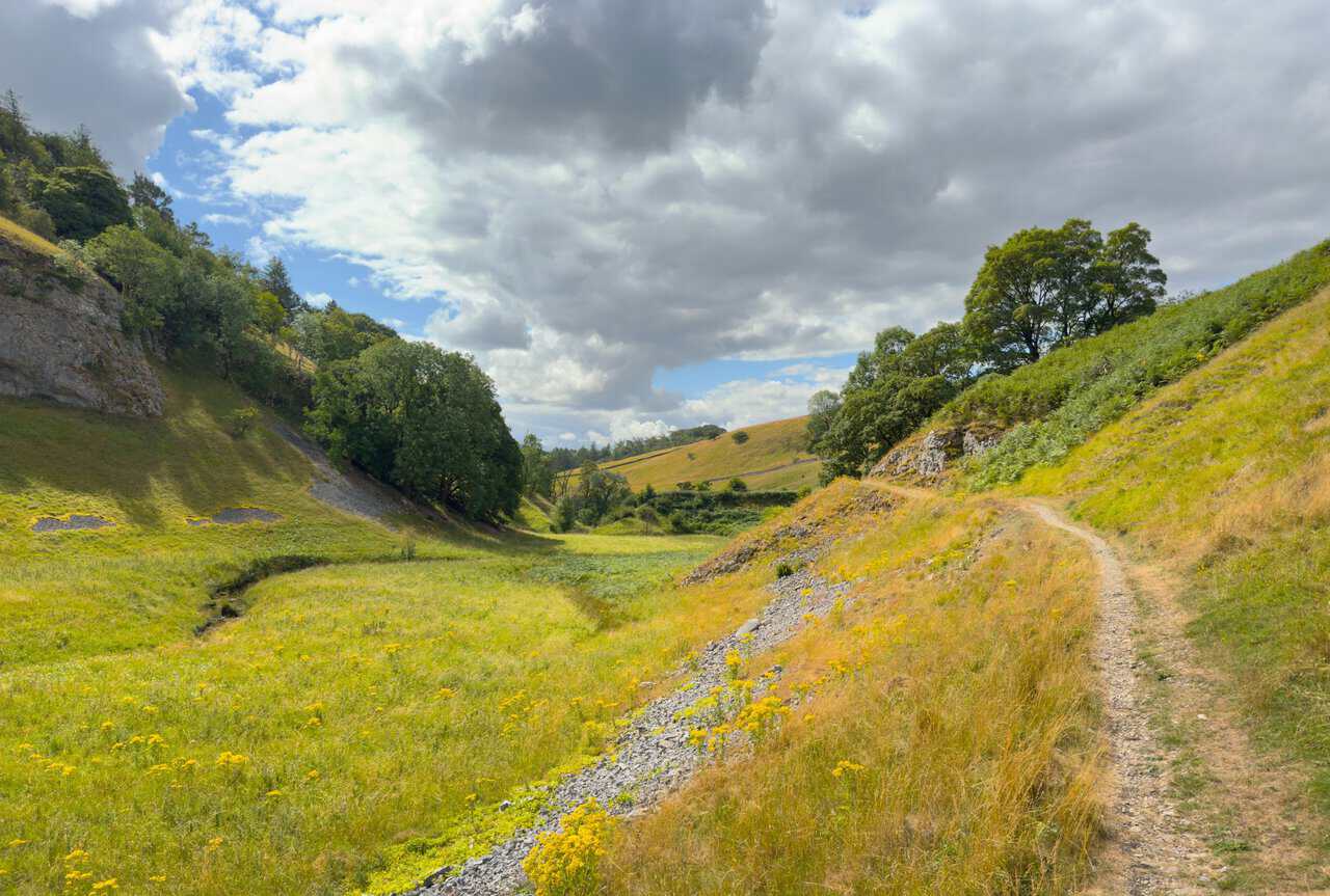 The valley path on the Trollers Gill walk, with ragwort flowering yellow along the old spoil beside it.