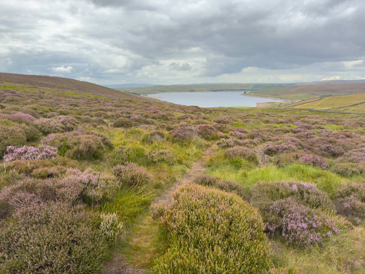 A narrow trod crossing open heather moorland in full flower, with Grimwith Reservoir ahead.