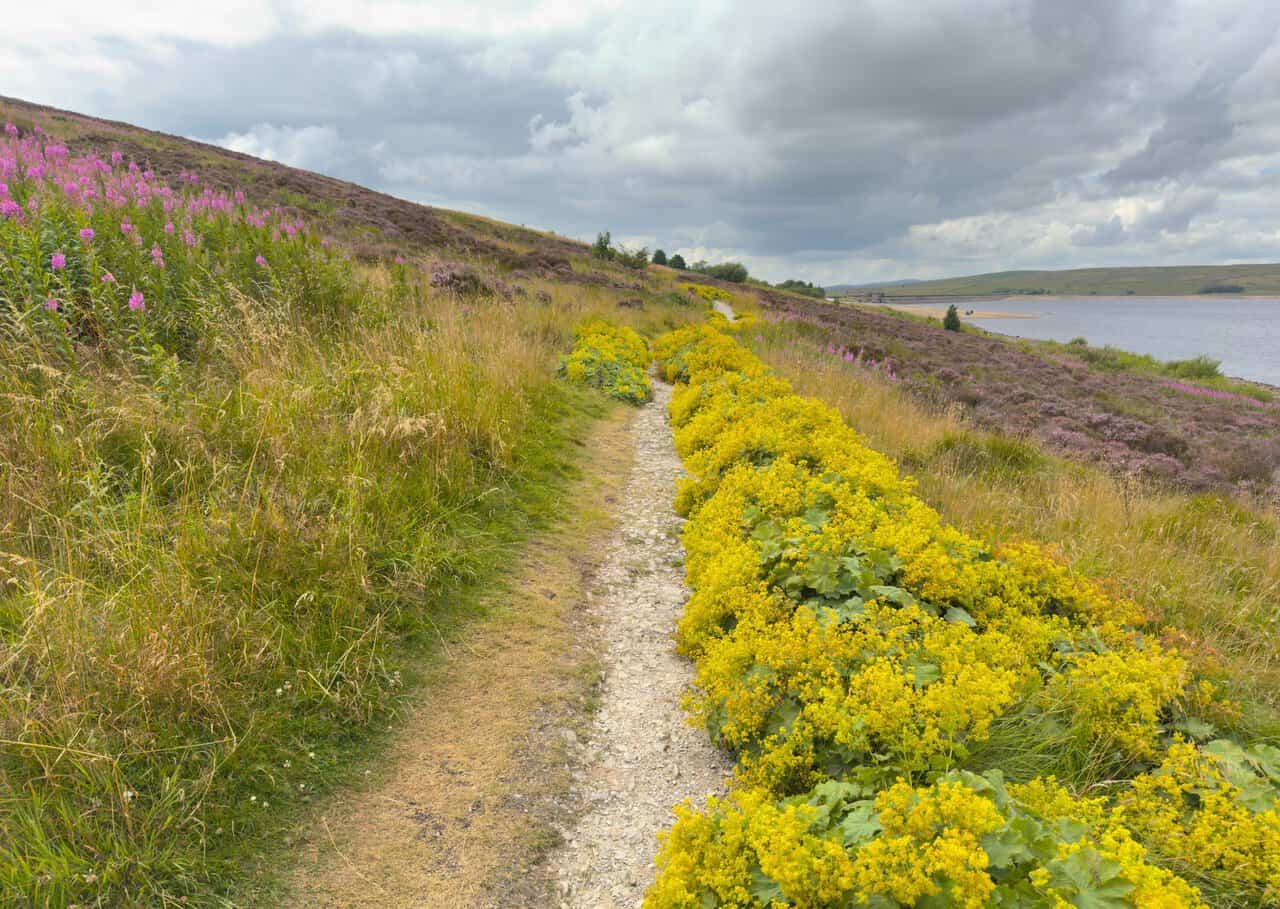 The waterside footpath edged with yellow lady's mantle and pink rosebay willowherb.