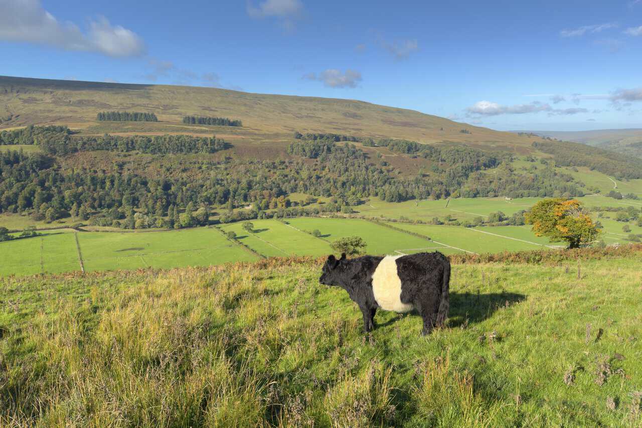 A Belted Galloway grazing on the hillside above Upper Wharfedale, with Birks Fell behind.